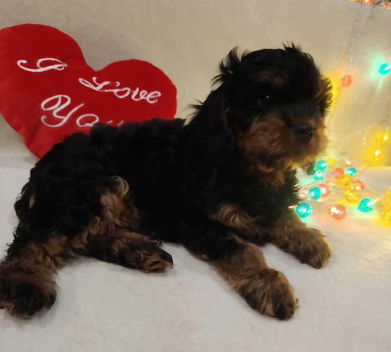 Cavapoo czarny podpalany - Gofer