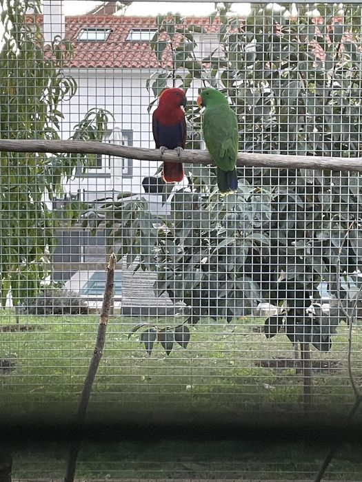 Casal de Papagaios Ecletus 2022