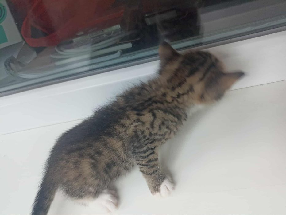 Котята в добрі руки хлопчики та дівчата стерилізація безкоштовна