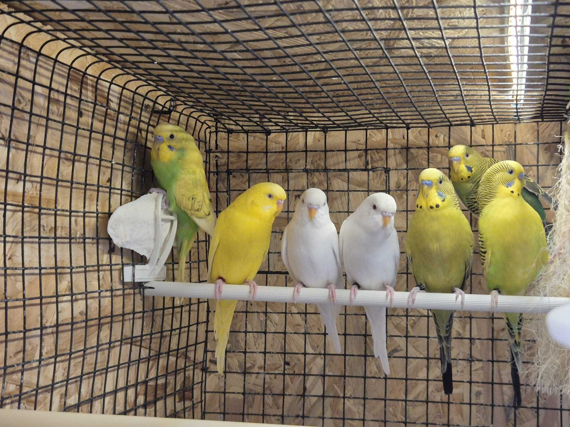 Periquitos australianos