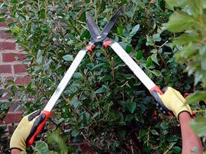 САДОВНИК. Сухой лиман. Одесса.Обработка деревьев. Консультация БЕСПЛАТ