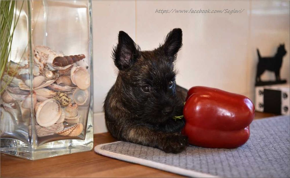 Cairn Terrier - rodowodowy (ZKwP/FCI) piesek po Championach