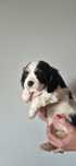 Cavalier king charles spaniel suczka