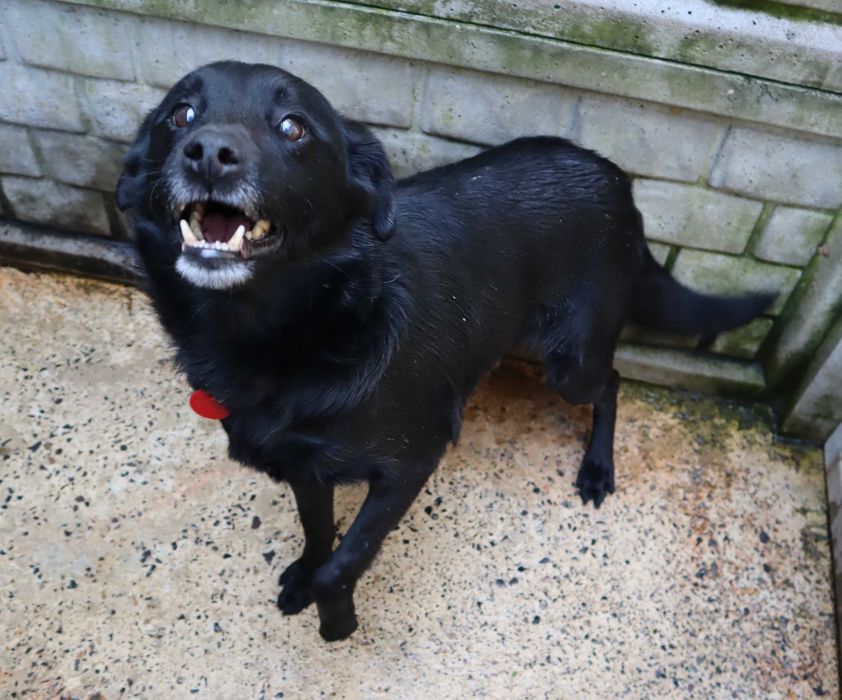 Kaktus - pogodny, przyjazny, uwielbia zabawę - schronisko