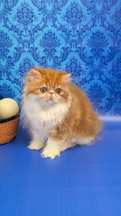 Рудий з білим хлопчик з офіційного розплідника