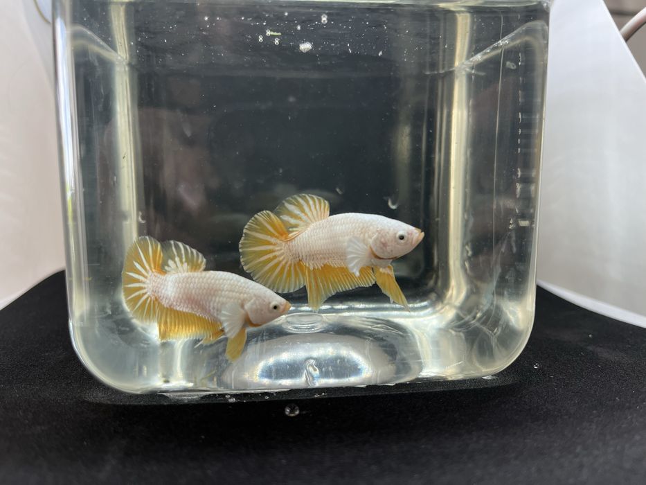 Machos betta splendens