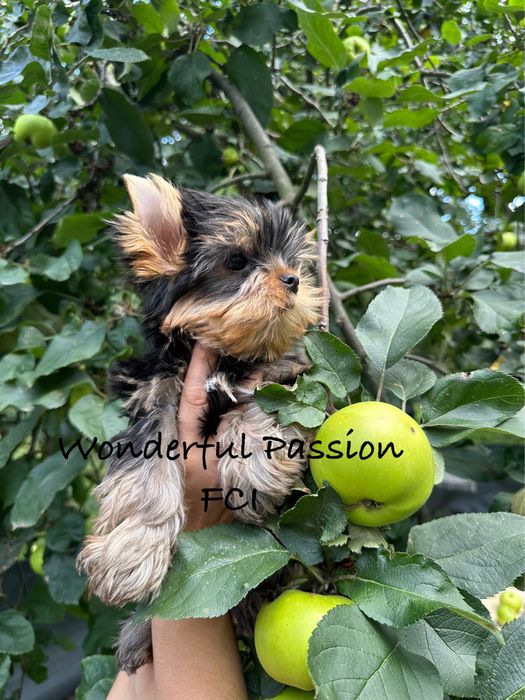 York Yorkshire Terrier FCI ZKwP