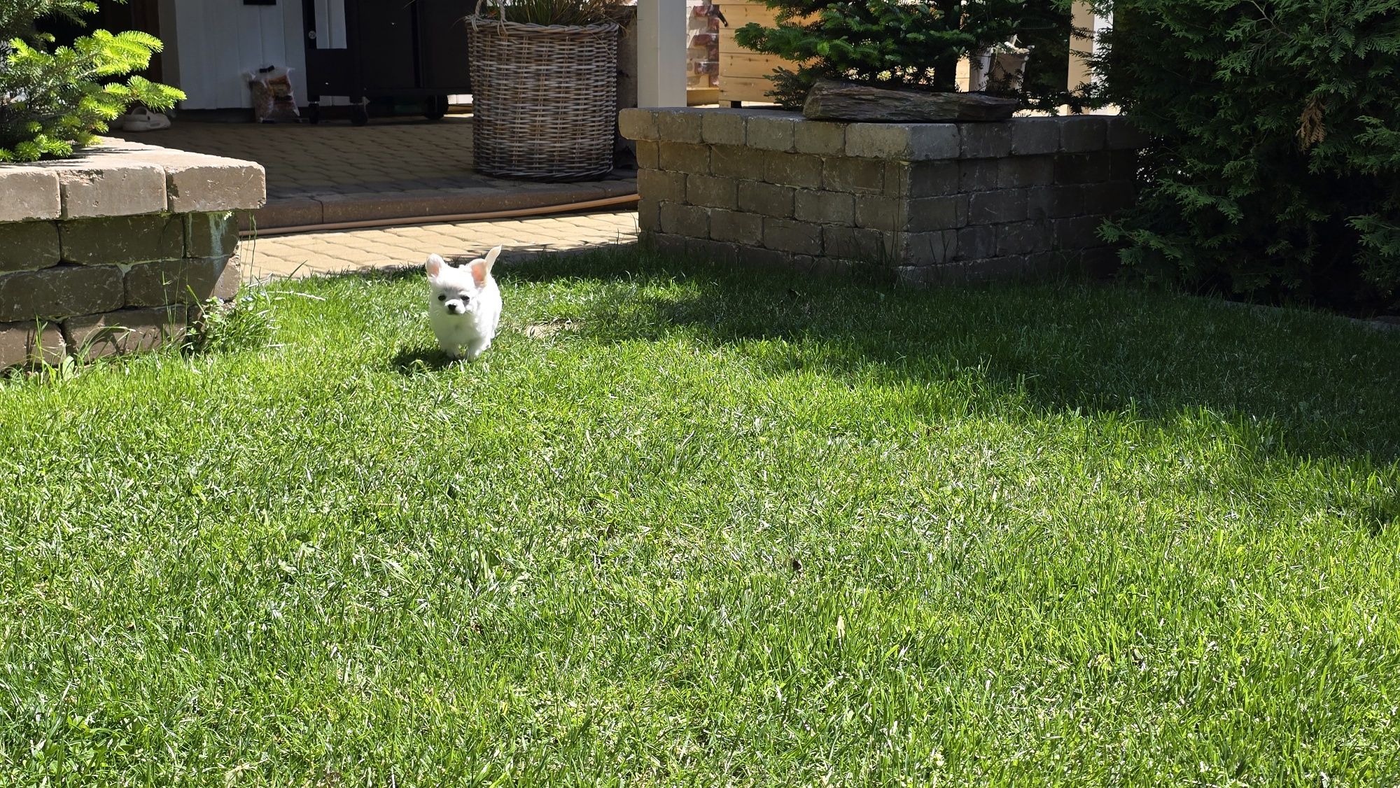 Chihuahua, chłopczyk FCI