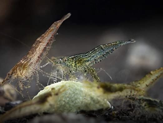 Peixes Tropicais