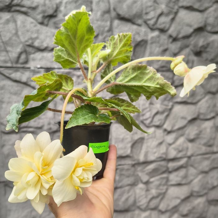 Бегонія бульбова нонстоп, беллеконія Шардоне