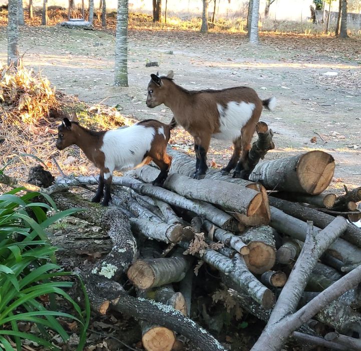 Vendo cabras anãs