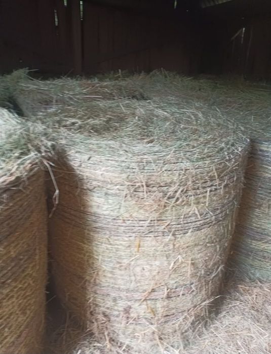 Siano 2025 – bele z nowej belarki, dobrze dobite!