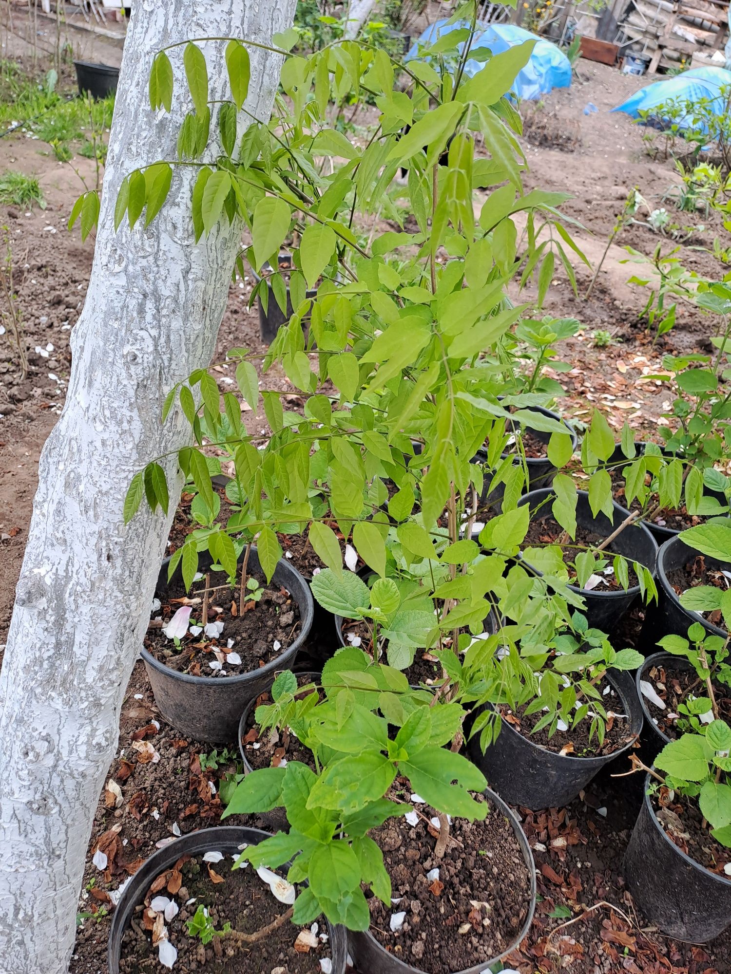 Wisteria fioletowa