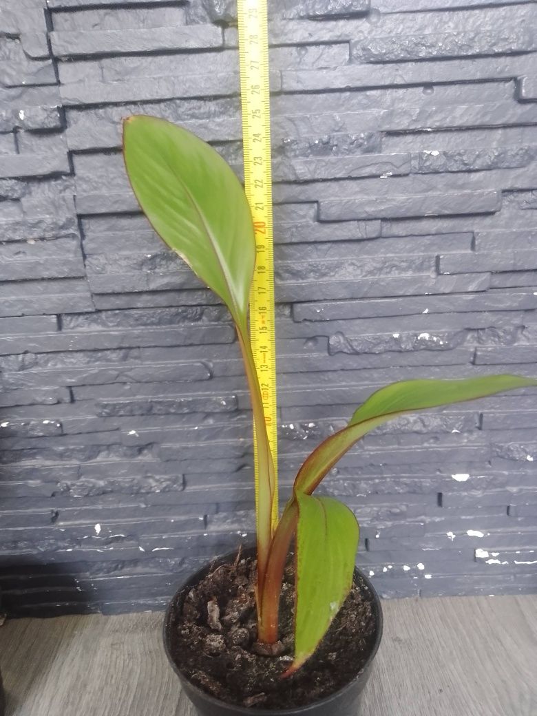 Bananowiec Ensete Ventricosum Maurelli