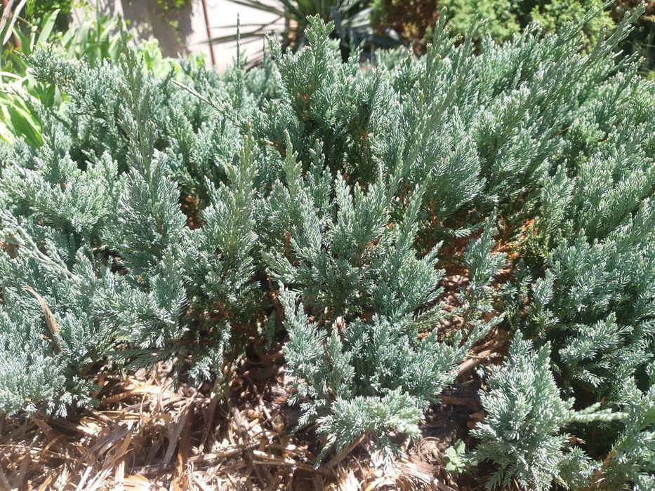 Блю чип можжевельник горизонтальный