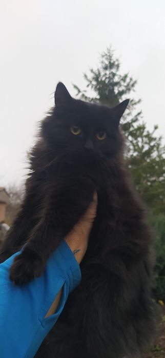 милые пушистикы готовы новому дому.