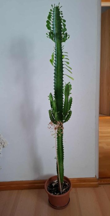 Sprzedam wilczomlecza wys. 1 metr