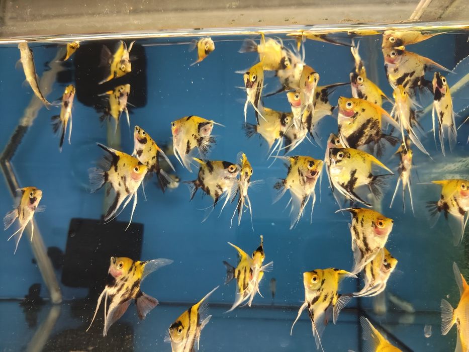 Escalares  pterophyllum scalare