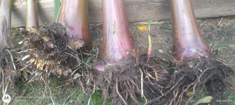 Musa basjoo - banan japoński. Może zimować w ogrodzie.