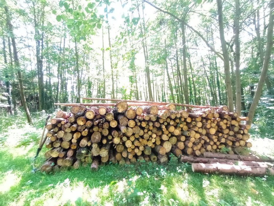Drzewo opałowe, 2 metry długości