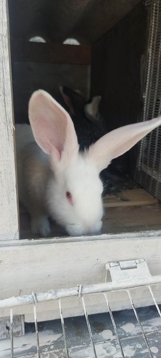 Кролі Шиншила Великан Термон На плем'я.