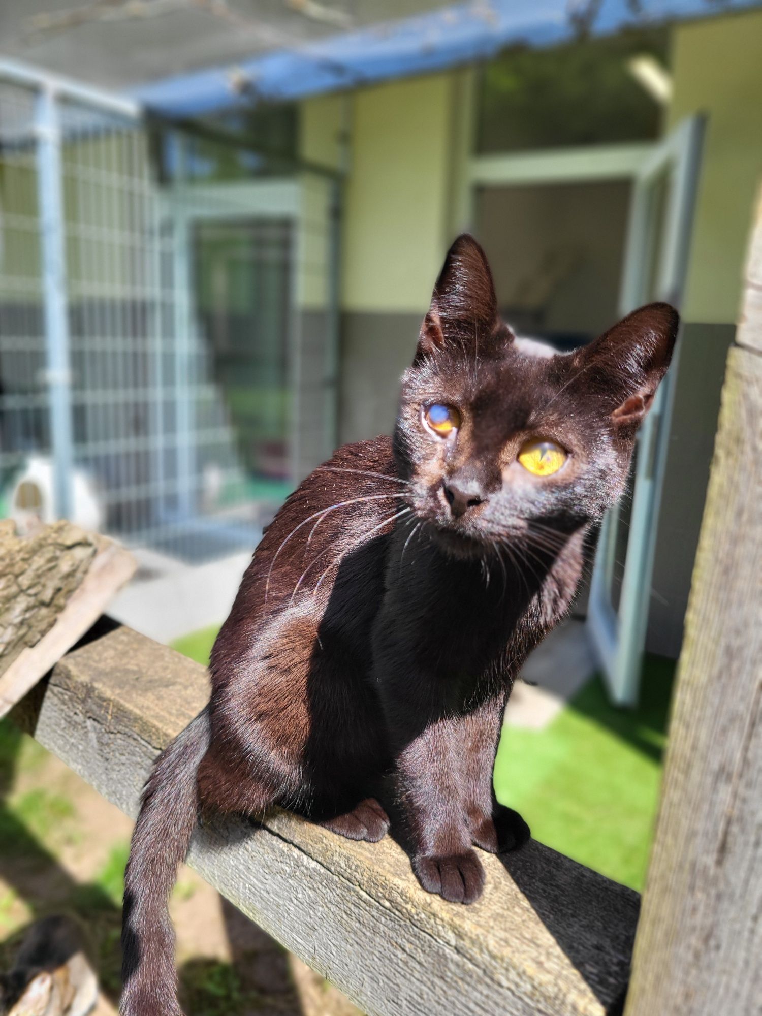 Młoda kotka Oliwka do adopcji