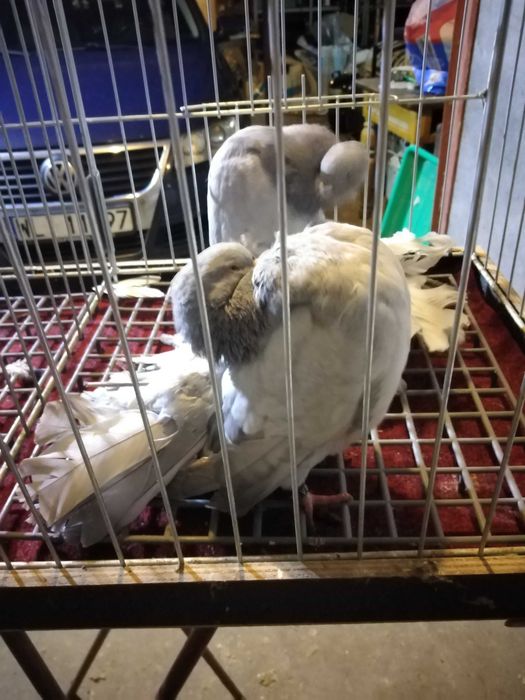 Pawiki srebrne - gołębie
