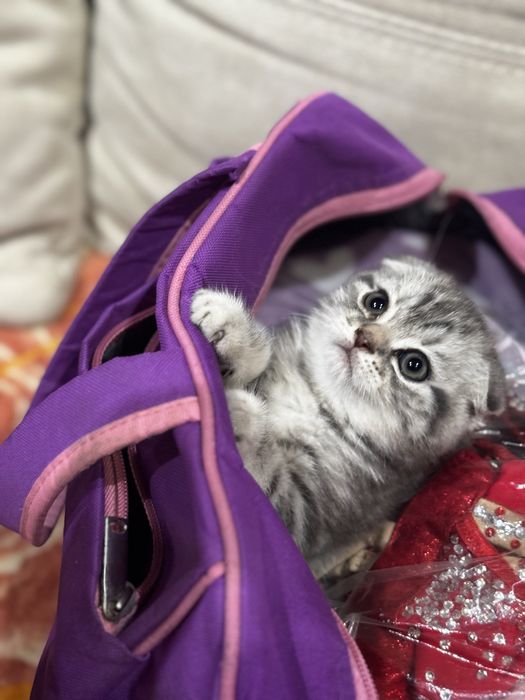 Продам кошеня скотіш фолд мармурова дівчинка