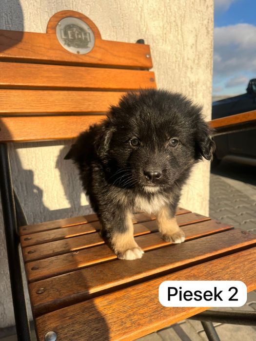 Oddam pieski za darmo