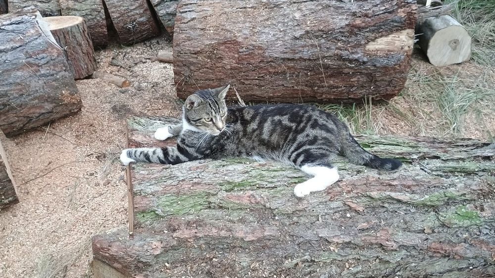 Kot Mycek poszukiwany