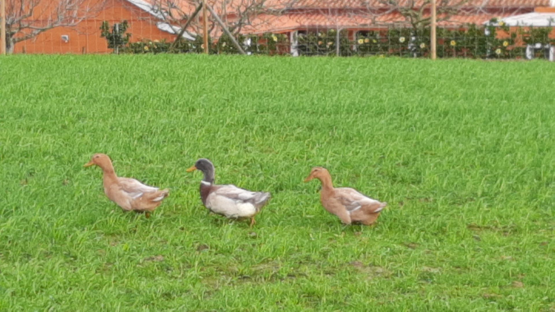 OVOS patos ROUEN SAXONY