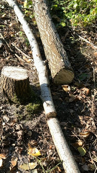 Oferuje usługi z zakresu