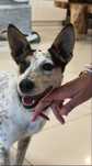 Cudowna sunia Sky do adopcji