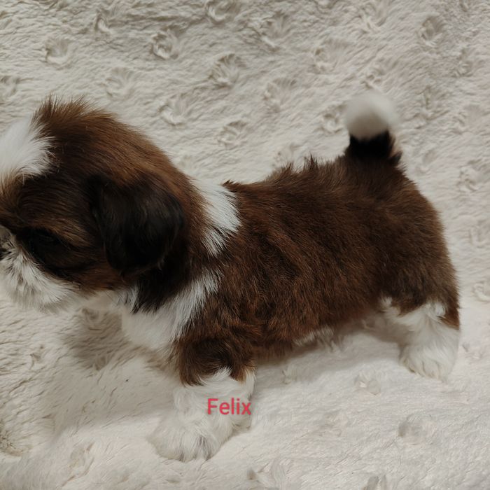 Felix pies chłopczyk Shih Tzu piękny szczeniak rodowód