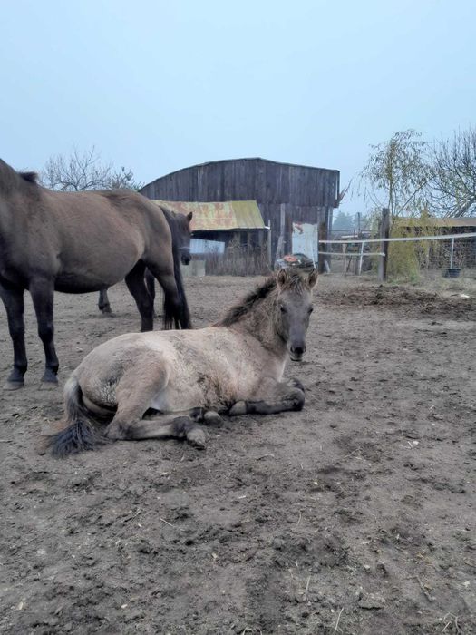 Ogierki rasy konik polski