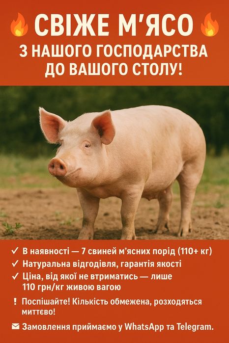 Свині живою вагою 110 грн/кг
