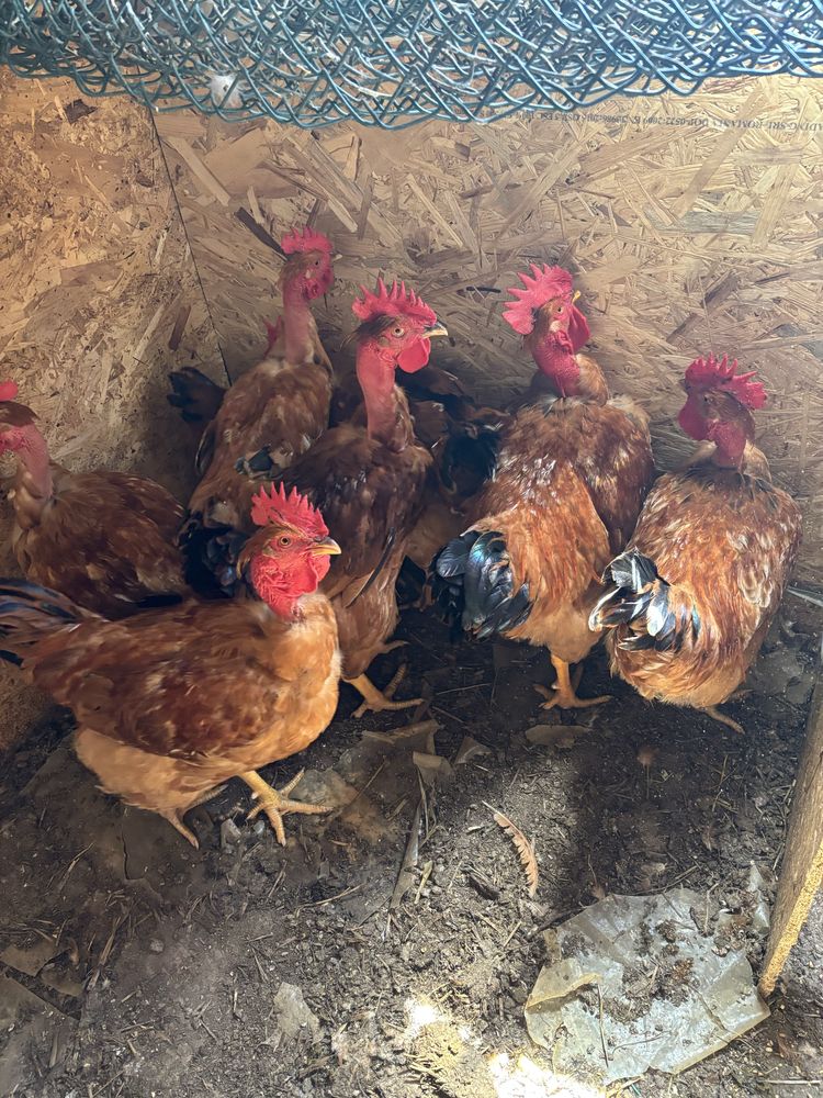 Ovos caseiros e galos