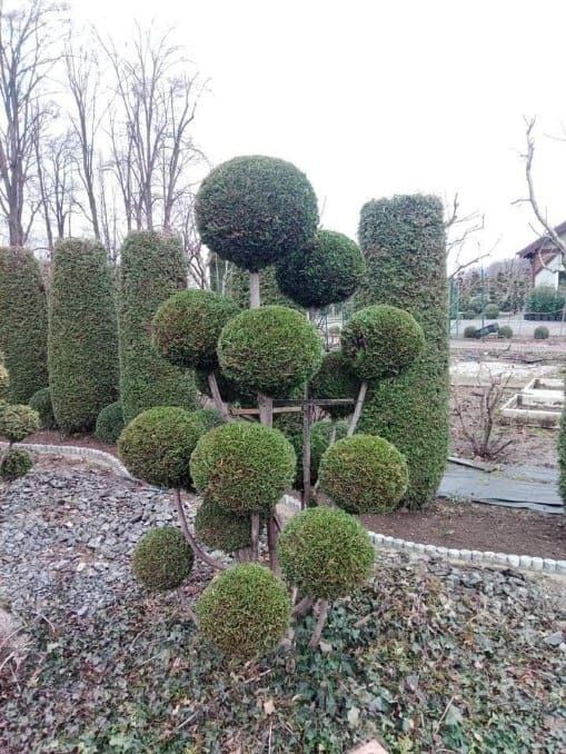 Szkółka drzewek ozdobnych i formowanych, duży wybór drzewek bonsai