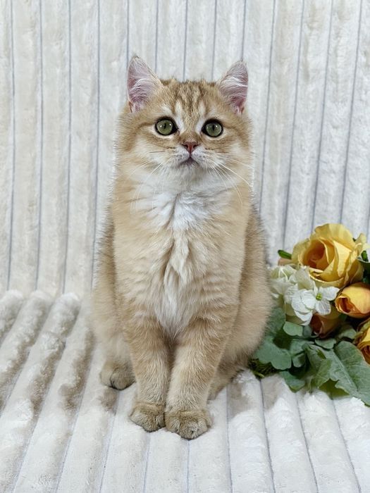 Британське клубне кошеня золота шиншила