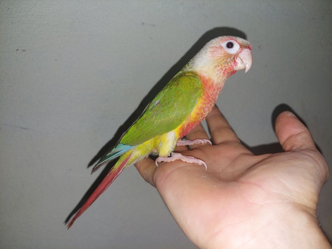 Pyrrhura Domesticado