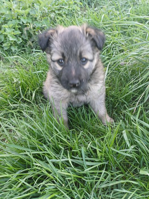 Собачата,чудові песодіти