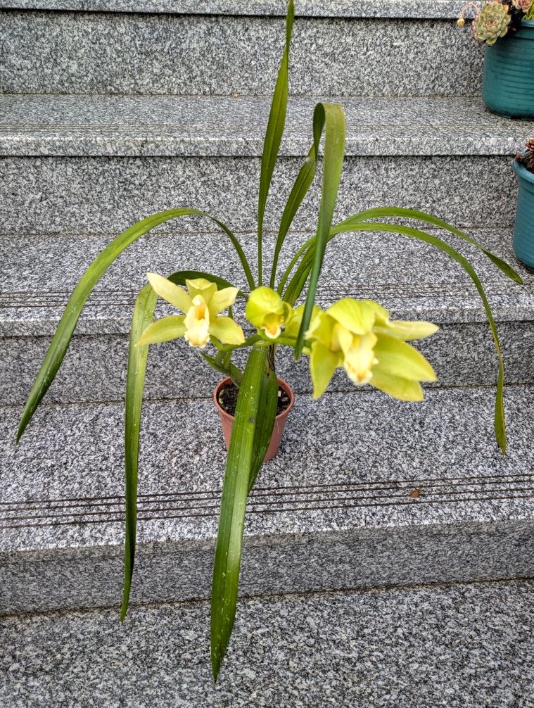 Orquídea de exterior