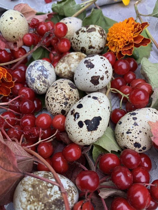 Інкубаційні яйця перепілки инкубационные яйца