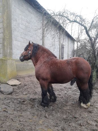 Polski koń zimnokrwisty Gander