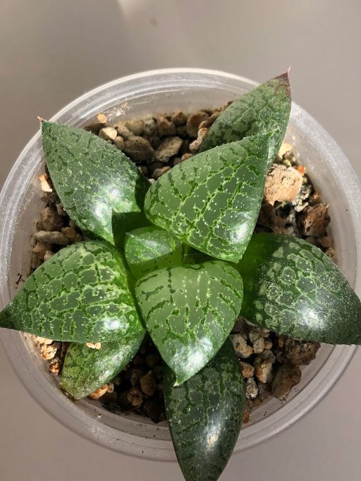 Хавортія Haworthia Comptoniana