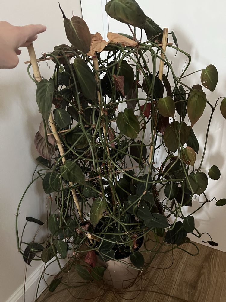 Philodendron micans Filodendron piękne liście