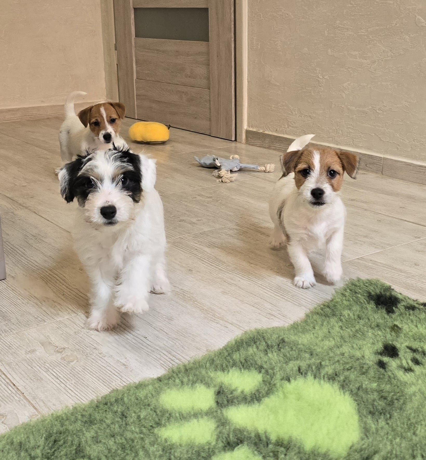 Jack Russell Terrier ZKwP FCI