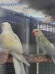 Ring neck  casal  repdotutor