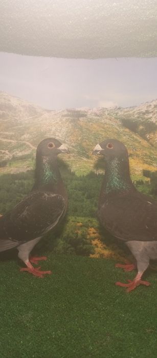 Casal de pombos correios