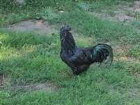 Ayam Cemani mixx
